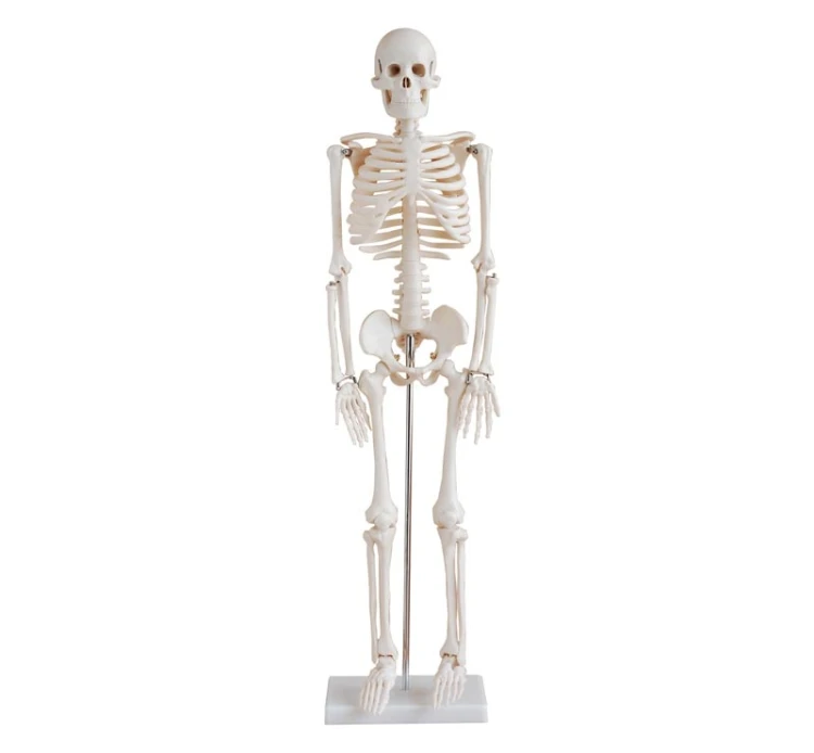 İnsan İskeleti Modeli 160 cm Tekerlekli