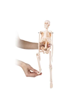 İskelet Modeli 46 cm Masa Üstü