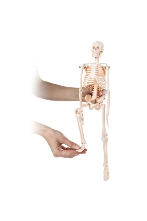 İskelet Modeli 46 cm Masa Üstü