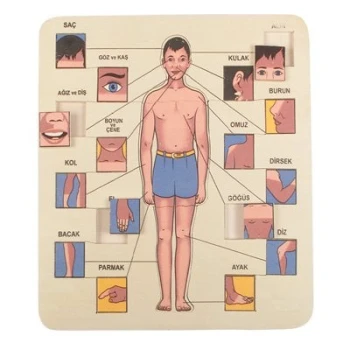 Vücudumuzu Tanıyalım Ahşap Puzzle 19 Parça