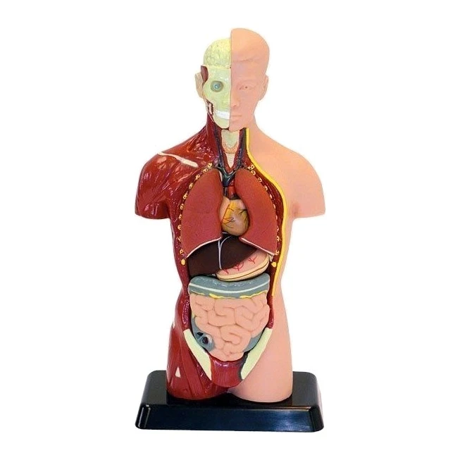 İnsan Vücudu 28 cm