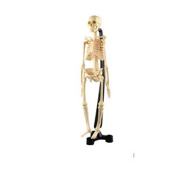 İskelet Modeli 50 cm Ayaklı