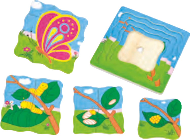 Katlı Ahşap Kelebek Gelişim Evreleri Puzzle