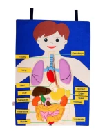 Anaokulu Cırtlı Kumaş Vücudumuz Pano İngilizce