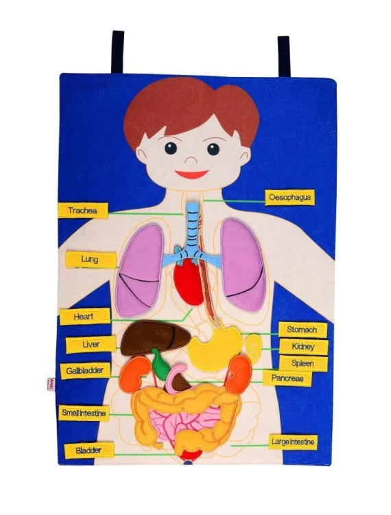 Anaokulu Cırtlı Kumaş Vücudumuz Pano İngilizce