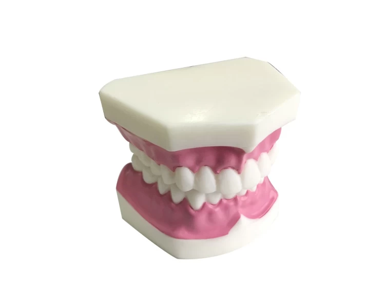 Diş Maketi