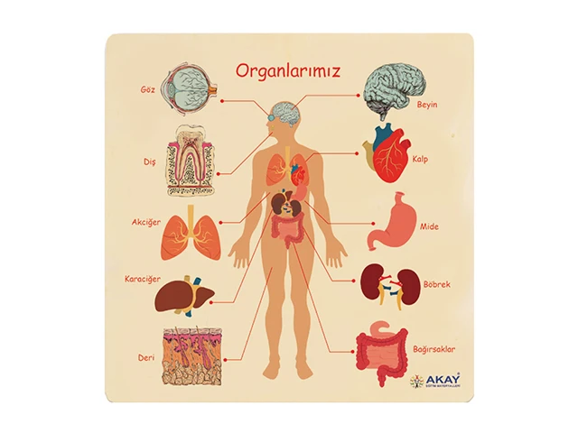Ahşap Organlarımız Puzzle 30x30 cm