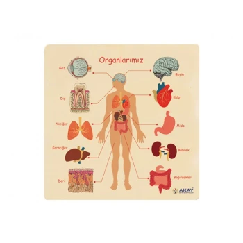 Organlarımız Ahşap Puzzle 30x30 cm