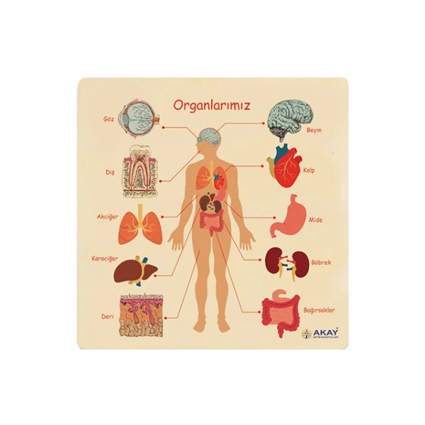 Organlarımız Ahşap Puzzle 30x30 cm