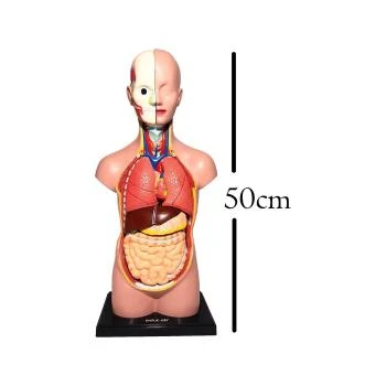 İnsan Vücudu 50 cm