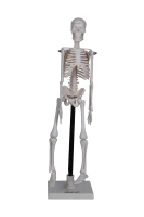 İskelet Modeli 46 cm Masa Üstü - görsel 4