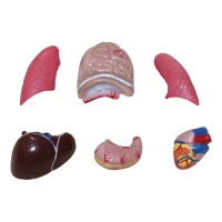 İnsan Vücudu 27 cm - görsel 4