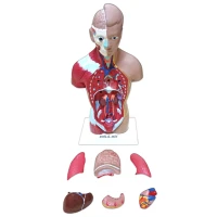 İnsan Vücudu 27 cm - görsel 6