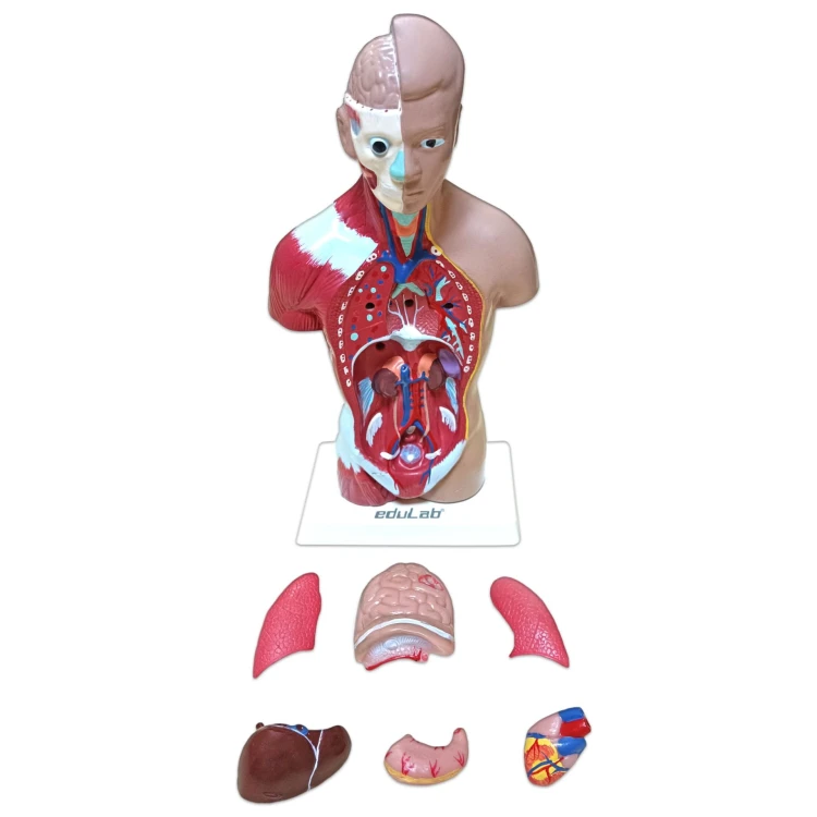 İnsan Vücudu 27 cm - görsel 6