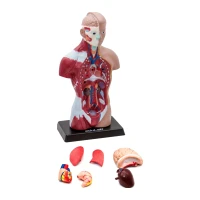İnsan vücudu 28 cm tors modeli ve çıkarılabilir organ parçaları