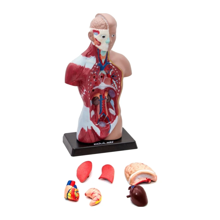 İnsan vücudu 28 cm tors modeli ve çıkarılabilir organ parçaları