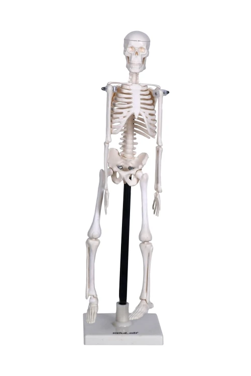 İskelet Modeli 46 cm Masa Üstü - görsel 5