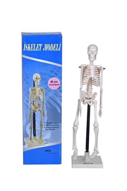 İskelet Modeli 46 cm Masa Üstü - görsel 3