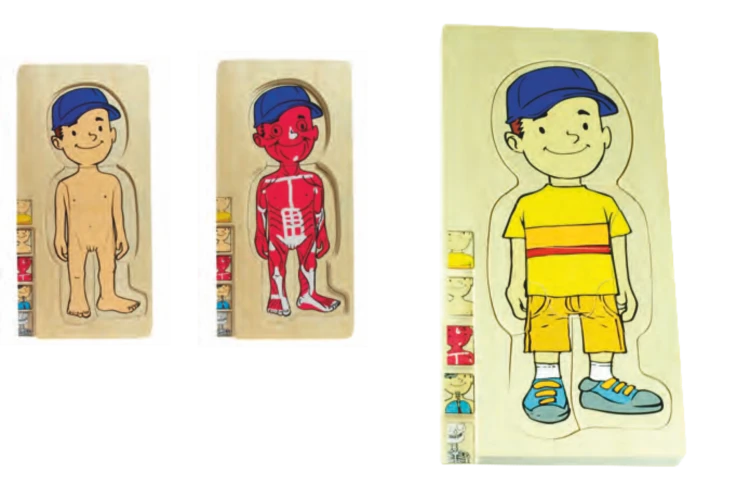 Katmanlı Vücut Puzzle Erkek 4 Katlı - görsel 2