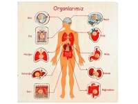 Ahşap Organlarımız Puzzle 30x30 cm - görsel 2