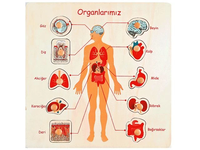 Ahşap Organlarımız Puzzle 30x30 cm - görsel 2