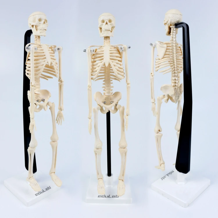 İskelet Modeli 46 cm Masa Üstü - görsel 2