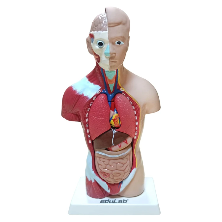 İnsan Vücudu 27 cm - görsel 2