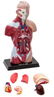 İnsan Vücudu 27 cm - görsel 3