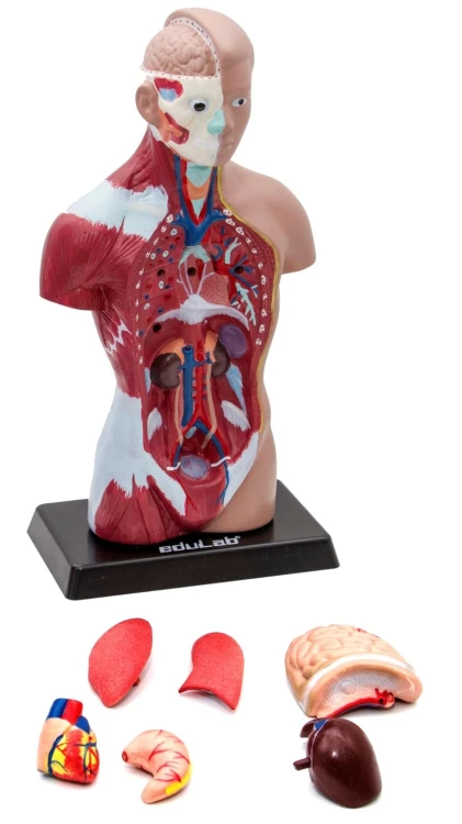 İnsan Vücudu 27 cm - görsel 3