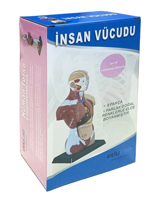 İnsan Vücudu 27 cm - görsel 5